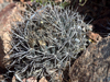 Gymnocalycium gibbosum