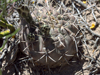 Gymnocalycium gibbosum