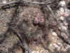 Gymnocalycium glaucum