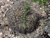 Gymnocalycium glaucum