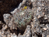 Gymnocalycium glaucum