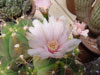 Gymnocalycium horstii