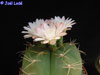 Gymnocalycium horstii