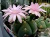 Gymnocalycium horstii