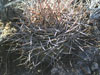 Gymnocalycium hossei