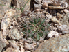 Gymnocalycium hossei