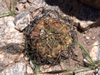 Gymnocalycium hossei