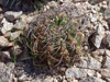 Gymnocalycium hossei