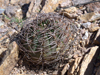 Gymnocalycium hossei