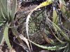 Gymnocalycium hossei