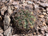 Gymnocalycium hossei