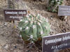 Gymnocalycium hybopleurum