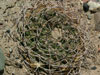 Gymnocalycium hybopleurum