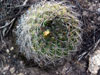 Gymnocalycium hybopleurum