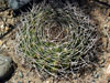 Gymnocalycium hybopleurum