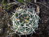 Gymnocalycium hybopleurum