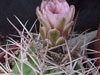 Gymnocalycium hybopleurum