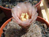 Gymnocalycium kieslingii