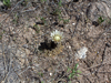 Gymnocalycium kieslingii