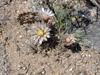 Gymnocalycium kieslingii