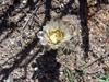 Gymnocalycium kieslingii