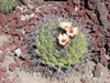 Gymnocalycium pflanzii