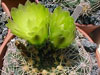 Gymnocalycium leeanum