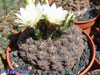 Gymnocalycium leptanthum