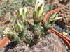 Gymnocalycium leptanthum