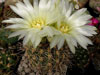 Gymnocalycium mackieanum