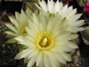 Gymnocalycium mackieanum