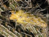 Grusonia marenae