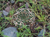 Gymnocalycium marsoneri