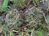 Gymnocalycium marsoneri