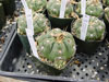 Gymnocalycium megalothelon