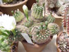 Gymnocalycium mesopotamicum