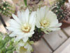 Gymnocalycium mesopotamicum