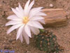 Gymnocalycium mesopotamicum