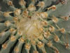 Geohintonia mexicana