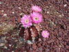 Gymnocalycium mihanovichii