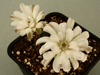 Gymnocalycium mihanovichii