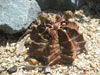 Gymnocalycium mihanovichii