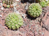 Gymnocalycium monvillei