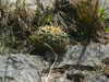 Gymnocalycium monvillei