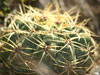 Gymnocalycium monvillei