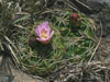 Gymnocalycium monvillei