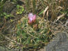 Gymnocalycium monvillei