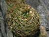 Gymnocalycium monvillei