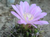 Gymnocalycium monvillei