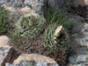 Gymnocalycium monvillei